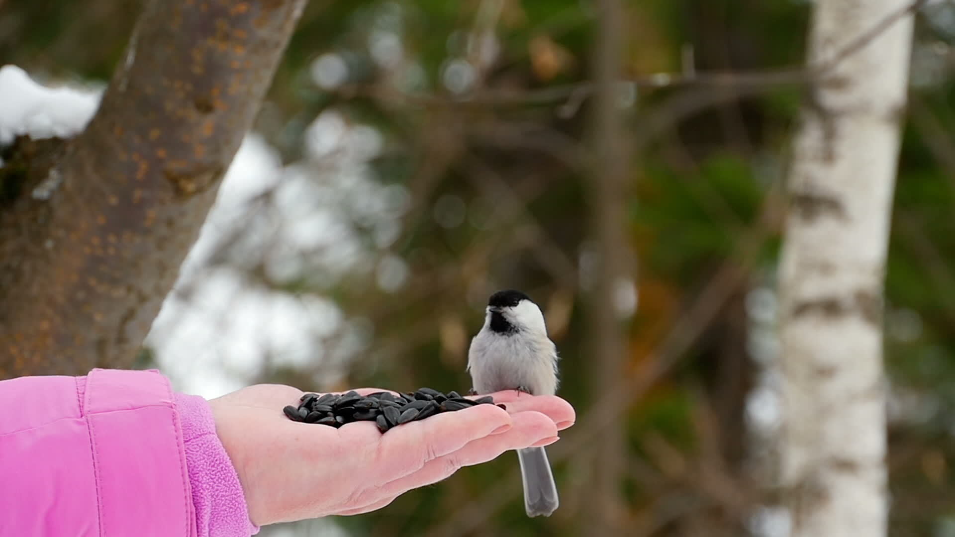 Cute Wild Animals Stock Video Footage for Free Download