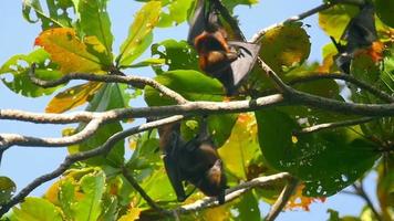 tre di Lyle volante Volpe pteropus lylei si blocca su un' albero ramo, lento movimento video