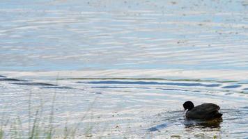 Foulque macroule fulica atra attaque le canard, s'éloignant de ses poussins video