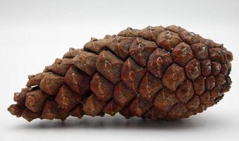 Pine Cone isolated on white background. Macro photography. photo