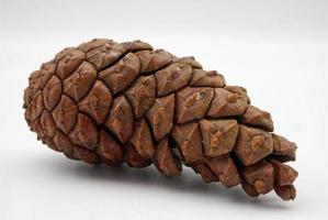 Pine Cone isolated on white background. Macro photography. photo