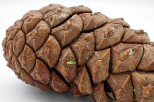 Pine Cone isolated on white background with the little green bug. Macro photography. photo