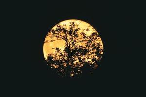 Silhouette of tree branches on the full moon photo