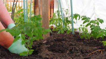 tomaat zaailingen, dichtbij omhoog. jong tomaat planten in een kinderkamer klaar voor aanplant in de tuin. concept van biologisch landbouw en voorjaar tuinieren video