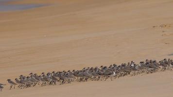 Flock of Greater sand plover Charadrius leschenaultii on Mai Khao beach, Phuket, Yhailand video