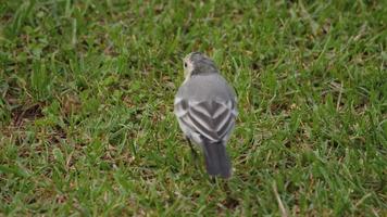 Wagtail bird Motacilla alba feeding on grass field video