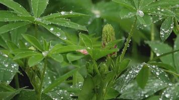 Closeup of fresh vivid green lupine leaves and pink buds under rain video