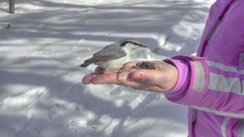 les oiseaux de sittelle et de mésange dans la main des femmes mangent des graines, l'hiver, des images hdr video