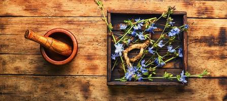 Chicory root, weed photo