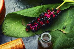 Laconos or pokeberry,herbal medicine photo