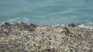 crabes sur le rocher à la plage, vagues roulantes, gros plan video