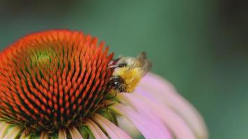 Yellow bumblebee collects nectar on a pink Echinacea flower, slow motion video