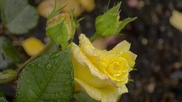 Schöner gelber Rosenstrauch nach Regen, Draufsicht. Sommer romantischer Hintergrund. Gartenmuster. Sommerkonzept