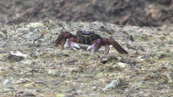 dichtbij schot, een krab Aan een steen Bij de kust voeden. in de achtergrond spatten van de golven video