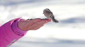 les oiseaux de sittelle et de mésange dans la main des femmes mangent des graines, l'hiver, le ralenti video