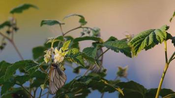 aporie crataegi, zwart geaderd wit vlinder in wild. wit vlinder Aan framboos bloem, Bij zonsondergang video