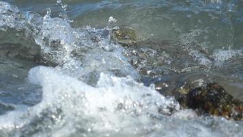 Granchio su il roccia a il spiaggia, rotolamento onde, lento movimento video