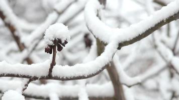 bomen in de sneeuw video