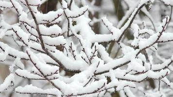 árboles en la nieve video