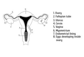 contorno de los genitales femeninos. infografía, ilustración vectorial vector