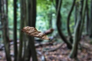 una hoja con colores otoñales que vuela en el aire de un bosque italiano en otoño de 2022 foto