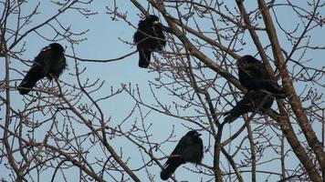 cuervos en el árbol video