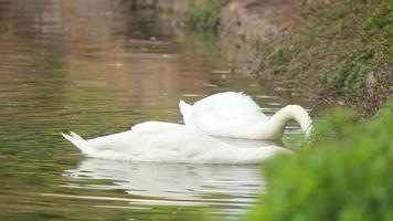 le cygne blanc plonge tête baissée dans l'eau à la recherche de sa propre nourriture video