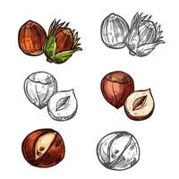 Hazelnut nuts vector sketch icons