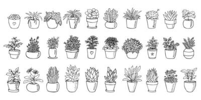 Cute hand drawn houseplant in a pot clipart. Plant illustration. Cozy home doodle set vector