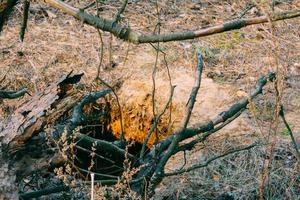 raíces de árboles y un hoyo foto