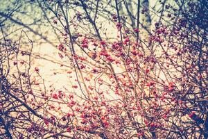 Autumn Wild Berries photo