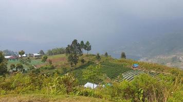 Beautiful view of hills and rice fields photo