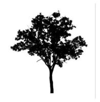 Tree silhouette for brush on white background photo