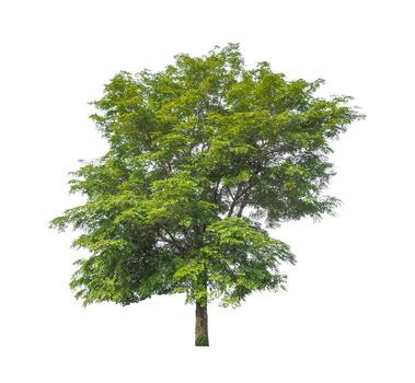 Tree that are isolated on a white background are suitable for both printing and web pages photo