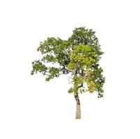 Tree that are isolated on a white background are suitable for both printing and web pages photo