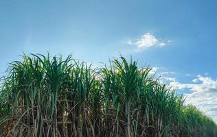 campos de caña de azúcar y cielo azul foto