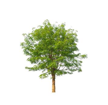 Trees that are isolated on a white background are suitable for both printing and web pages photo