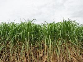 Sugarcane field at sunrise in Thailand photo