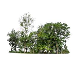 Green Trees isolated on white background. are Forest and foliage in summer for both printing and web pages photo