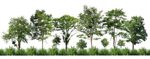 Green trees isolated on white background. forest and leaves in summer rows of trees and bushes photo