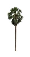 sugar palm that are isolated on a white background are suitable for both printing and web pages photo