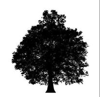 Tree silhouette for brush on white background photo