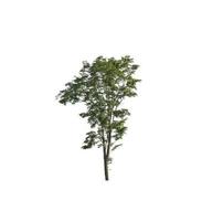 Trees that are isolated on a white background are suitable for both printing and web pages photo