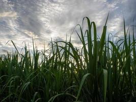 Sugarcane field at sunrise. Aerial view or top view of Sugarcane or agriculture in Thailand. photo