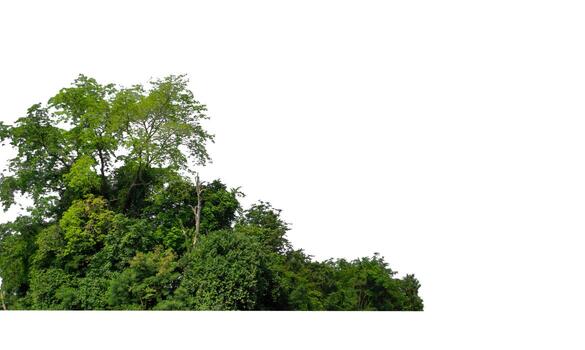 Green Trees isolated on white background. are Forest and foliage in summer for both printing and web pages photo
