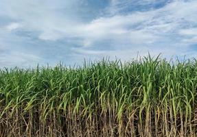 campos de caña de azúcar y cielo azul foto