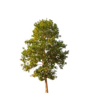 Trees that are isolated on a white background are suitable for both printing and web pages photo