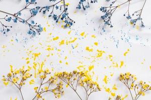 Blue and yellow flowers of gypsophila and blue and yellow blots of paint on a white background photo