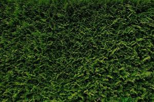 Beautiful green leaves of Thuja trees, nature background wallpaper, wall shrubs, screensaver. Bright green background for wallpaper and backdrop. Thuja occidentalis. Green hedge in garden or backyard. photo