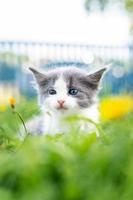 kitten on the grass photo